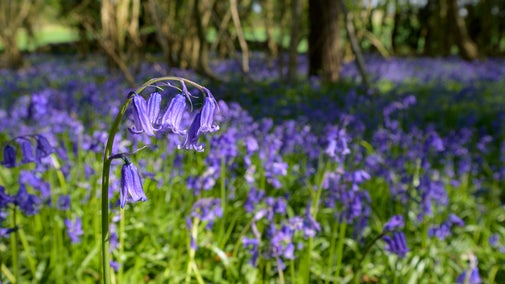 Woodland bluebells in the spring
